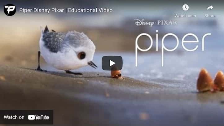 Piper movie trailer short film