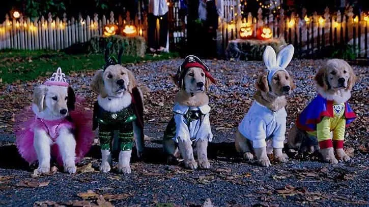 Five Spooky Buddies dogs all lined up on the street in costumes