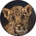 Cheetah Disney Plus Icon