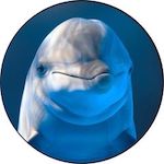 Dolphin Disney Plus Icon