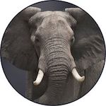 Elephant Disney Plus Icon