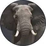 Elephant Disney Plus Icon