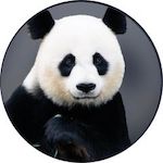 Panda Disney Plus Icon