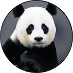 Panda Disney Plus Icon