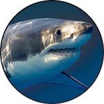 Shark Disney Plus Icon